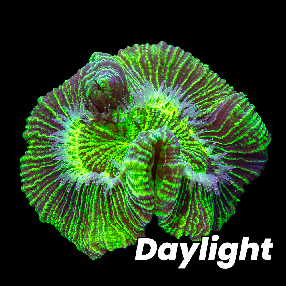Neon Green Trachy Brain - Tidal Gardens