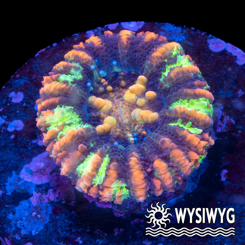 Unique Ultra Mini Scolymia - Tidal Gardens