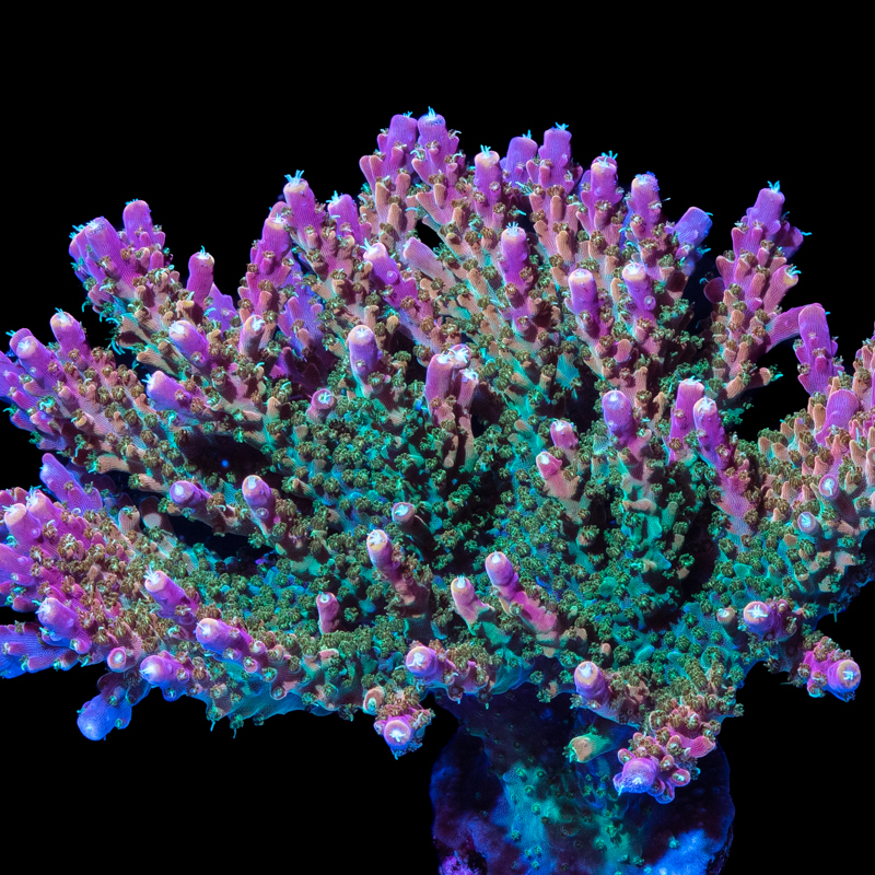 Tidal Gardens Rainbow Doom Acropora
