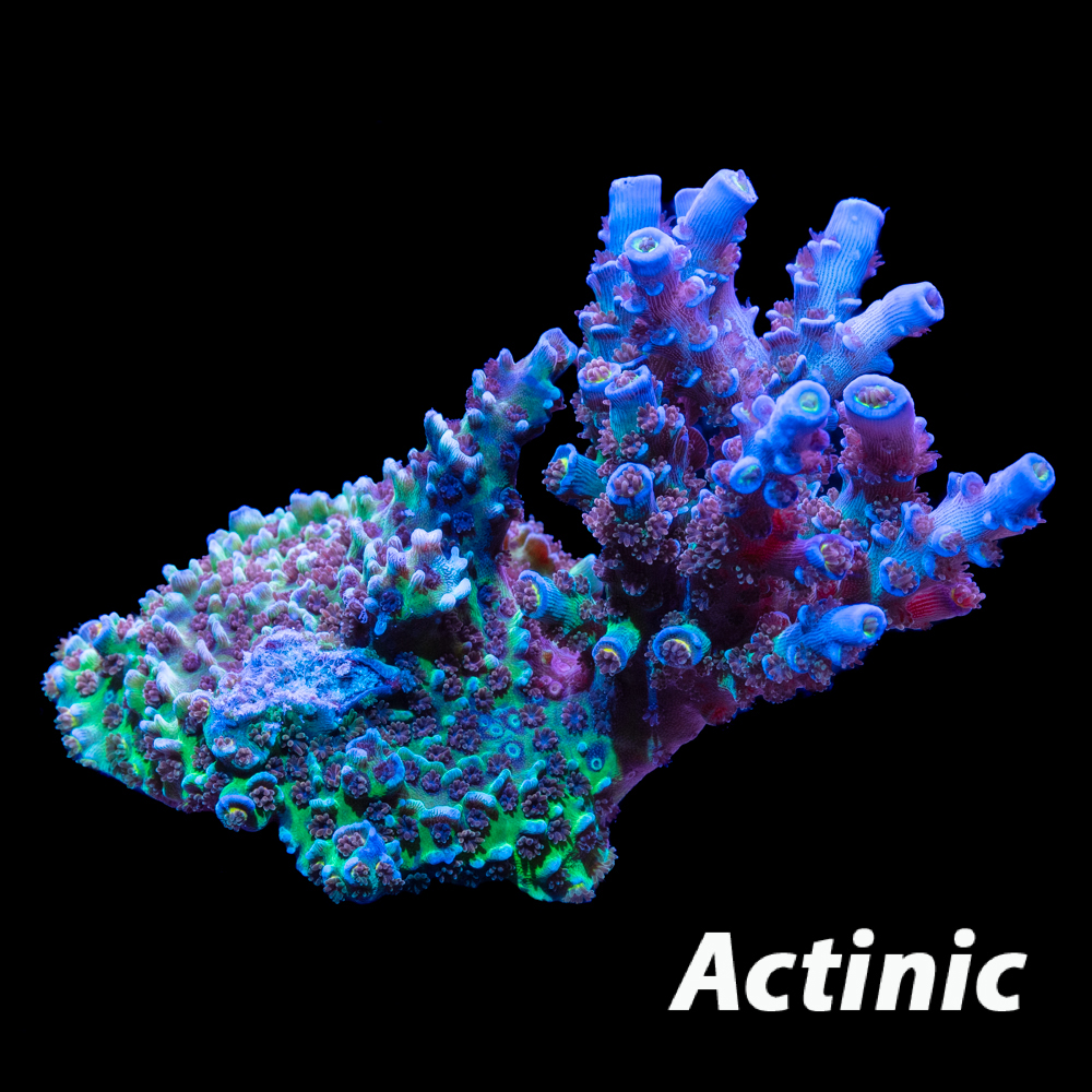 Rainbow Fusion Acropora - Tidal Gardens