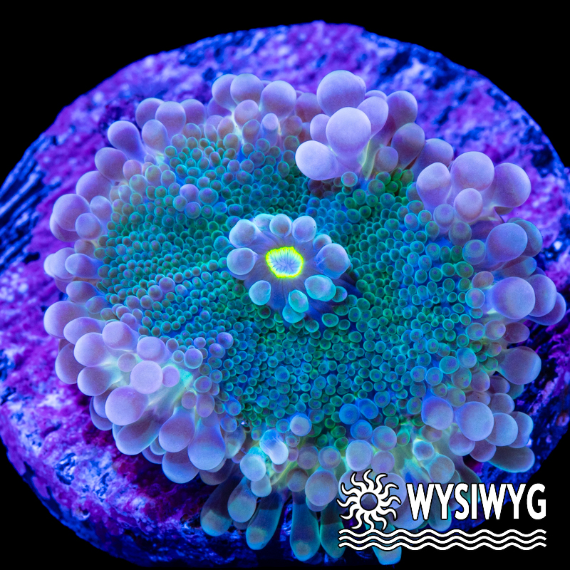 RAB JUNON ムラトミ Lilac Ricordea yuma Mushroom - Tidal Gardens