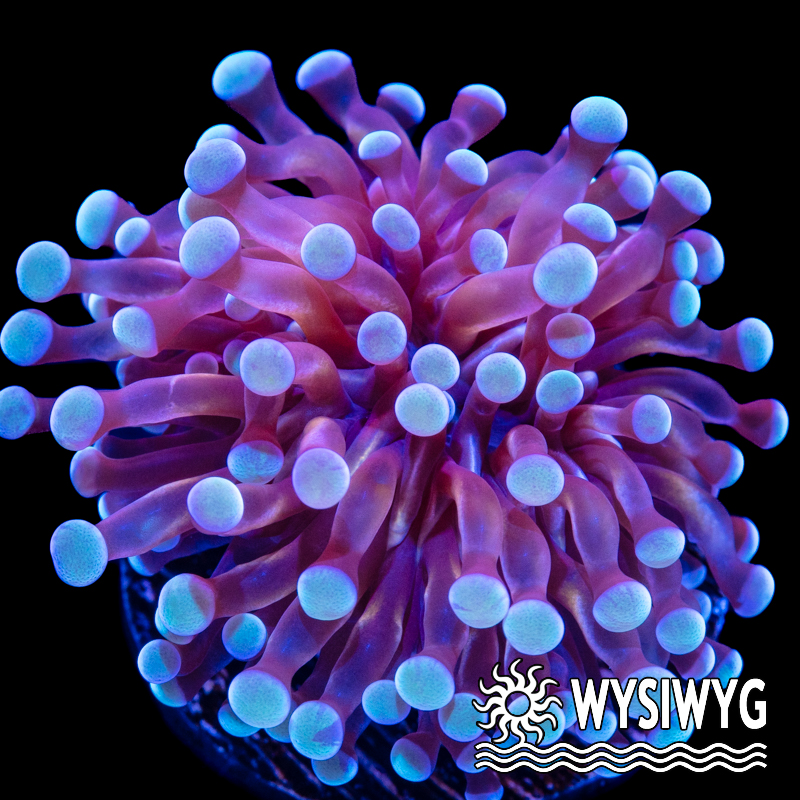 Tidal Gardens - Teal Micro Torch