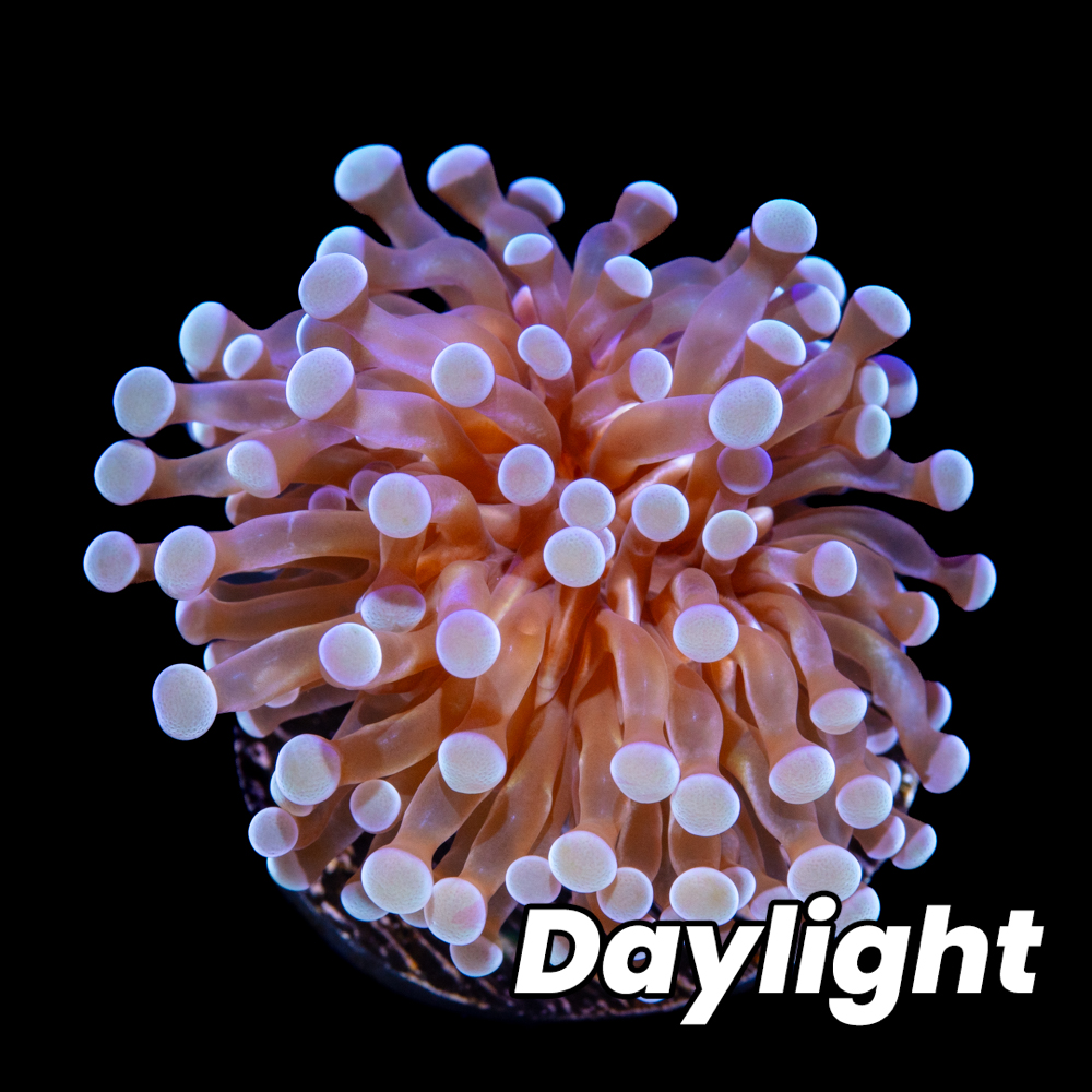 Tidal Gardens - Teal Micro Torch