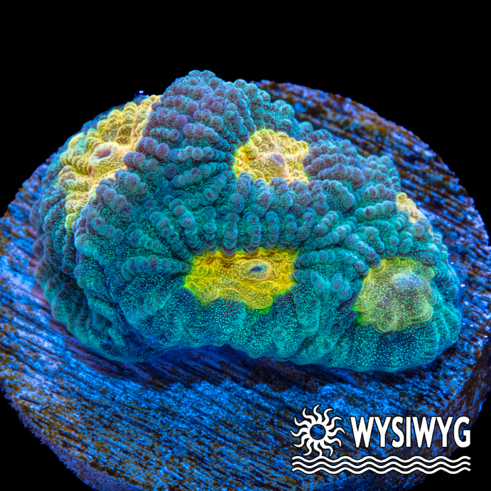 Lemon Lime Favia - Tidal Gardens