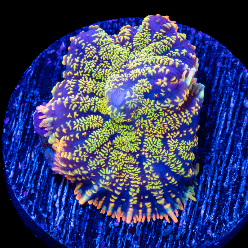 King Julian Rhodactis Mushroom - Tidal Gardens