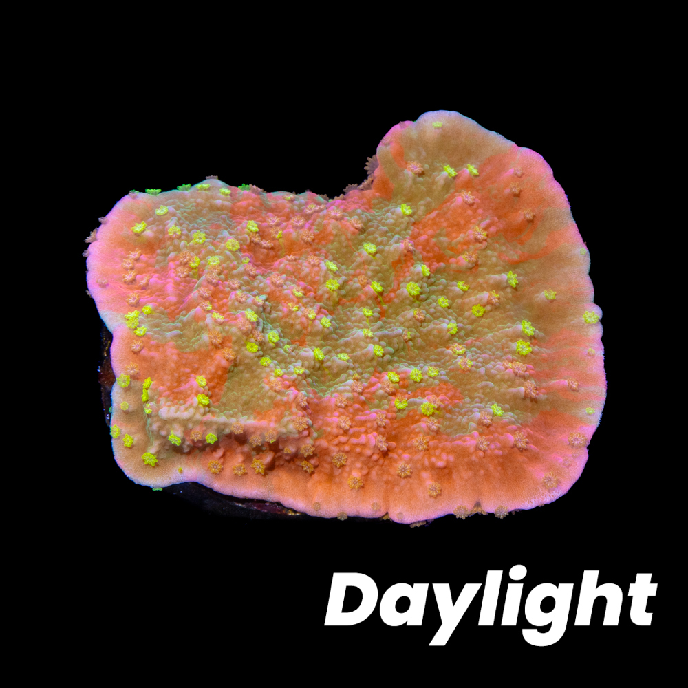 Grafted Sunfire Montipora - Tidal Gardens