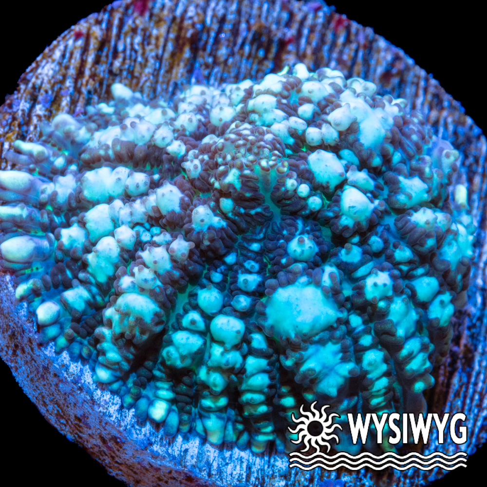 Ultra Snowflake Rhodactis Mushroom - Tidal Gardens