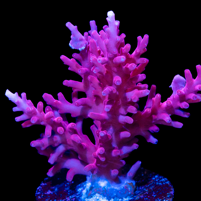 Tidal Gardens Red Dragon Acropora carduus