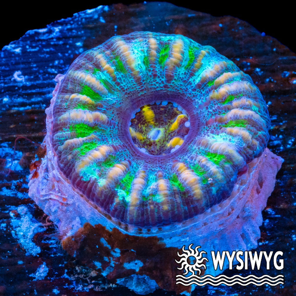 Unique Ultra Mini Scolymia - Tidal Gardens