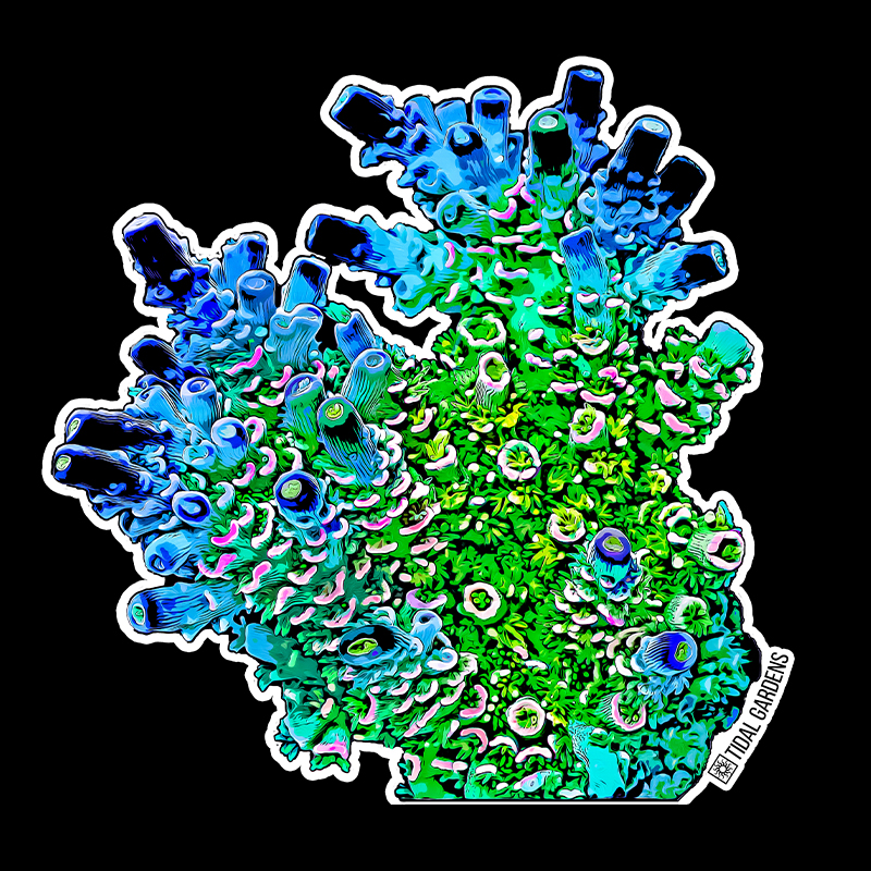 Tidal Gardens - Homewrecker Acropora Sticker