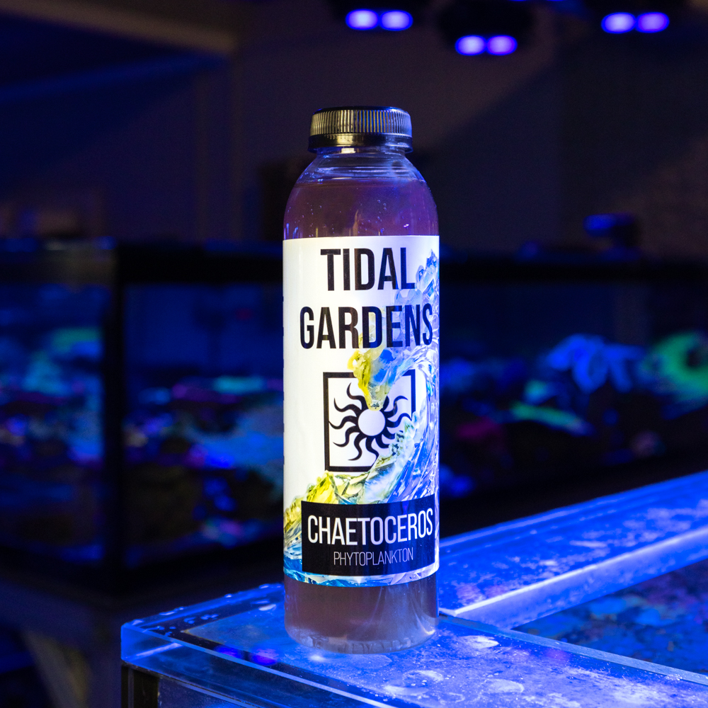 Chaetoceros (16oz) - Tidal Gardens