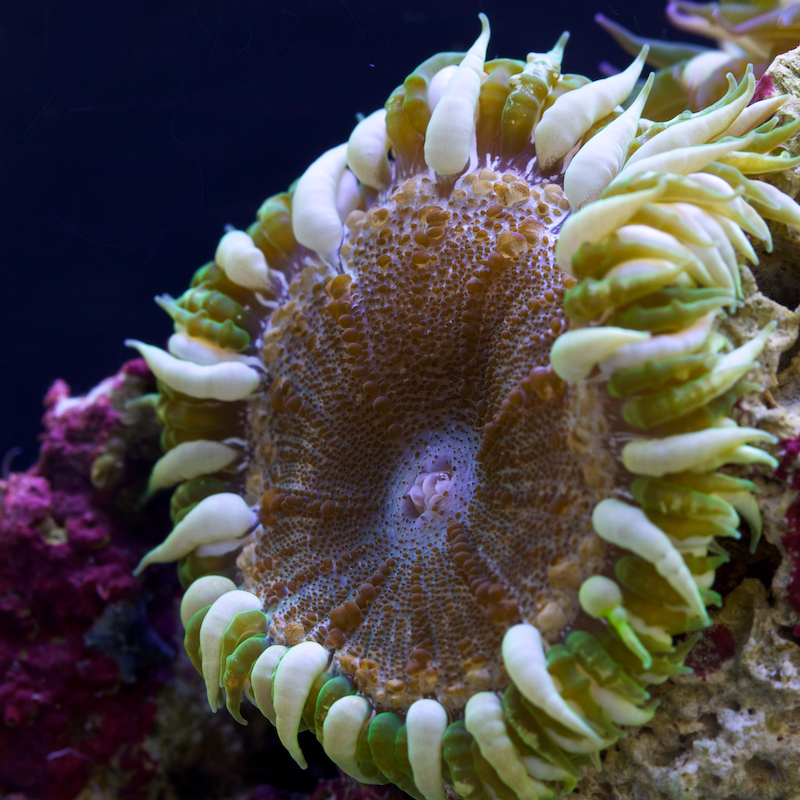 Tidal Gardens - Green and White Flower Anemone