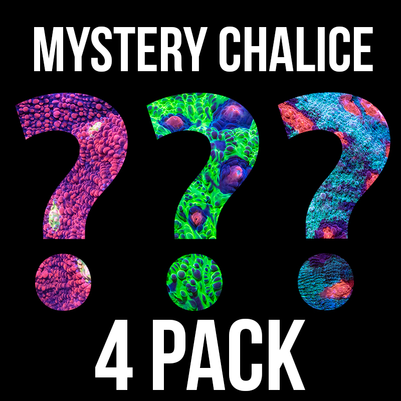 Mystery Chalice 4 Pack