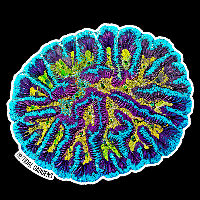 Tidal Gardens - TG Platycakes Platygyra Sticker