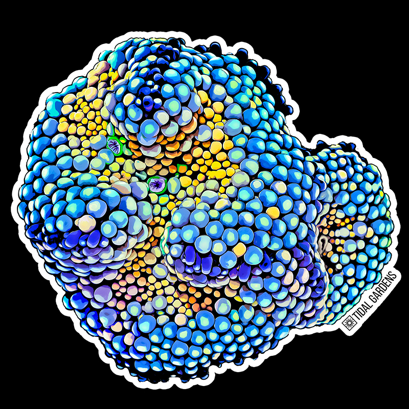 Tidal Gardens - Ricordea florida Sticker