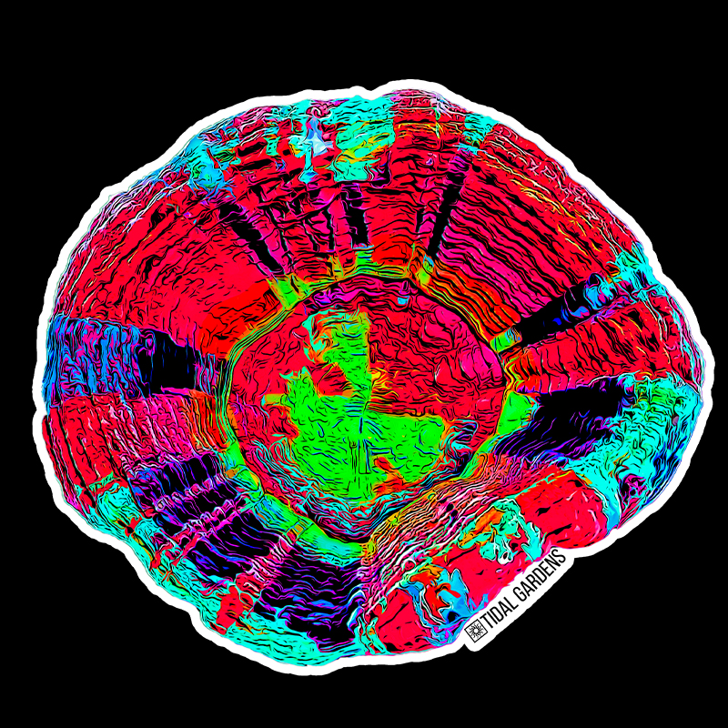 Tidal Gardens - Master Scolymia Sticker