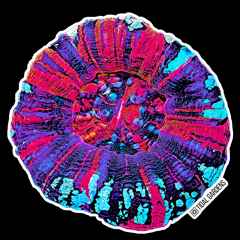 Tidal Gardens - Scolymia Sticker