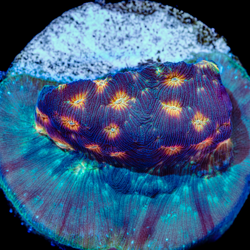 Leptoseris Corals for Sale - Tidal Gardens