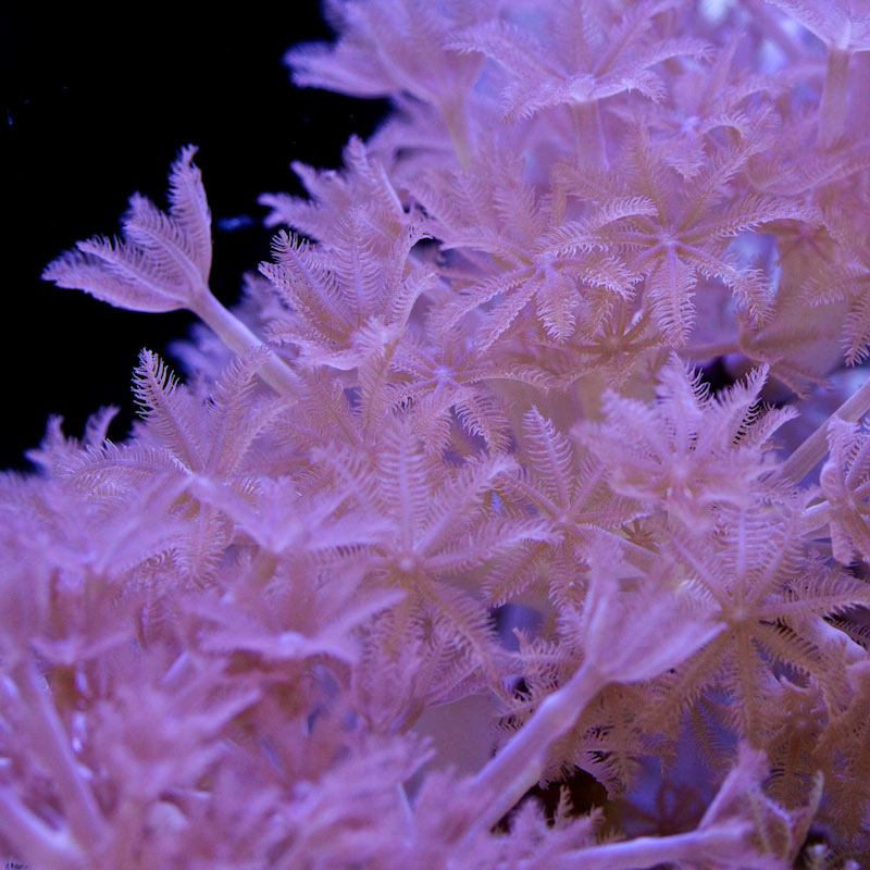 Xenia & Cespitularia Corals for Sale Tidal Gardens
